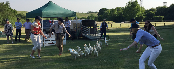 Duck herding – Succession Event